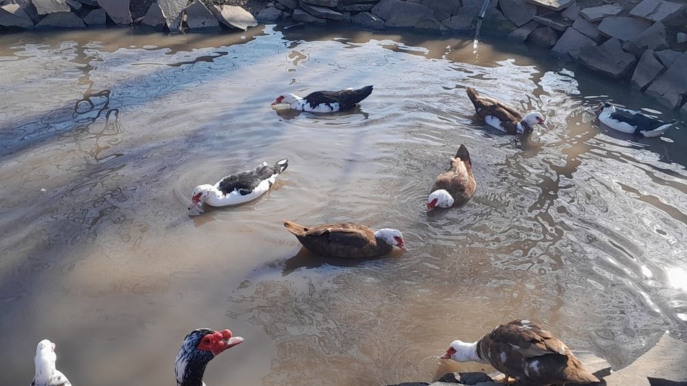 Продам індокачок