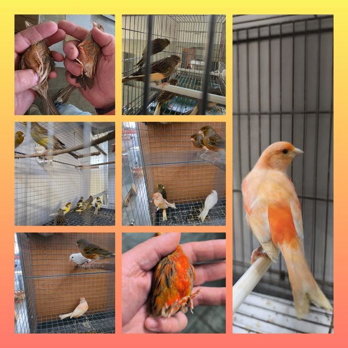 Machos e Fêmeas 2025