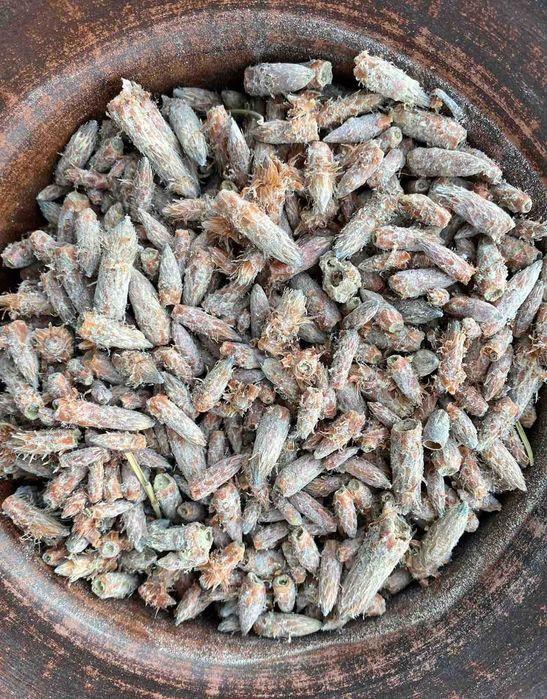 бруньки сосни, почки сосны, брунька сосни