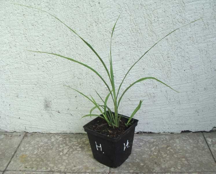 MISKANT CHIŃSKI New Hybrids - sadzonki w doniczkach !!