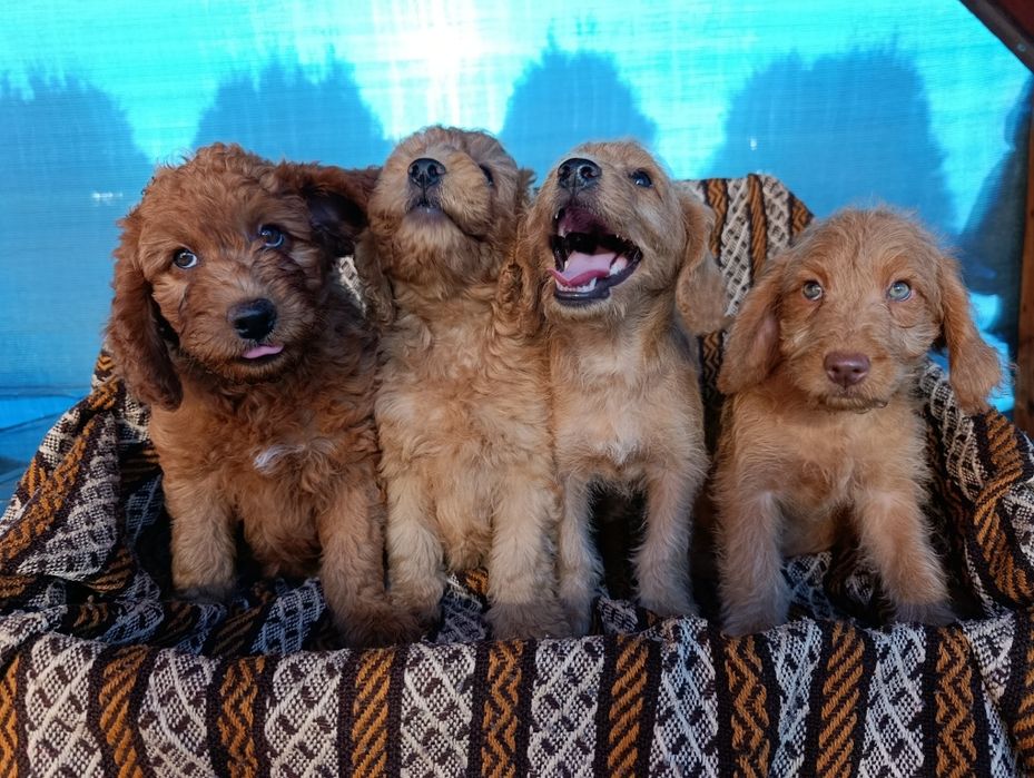 Śliczna suczka Goldendoodle mini