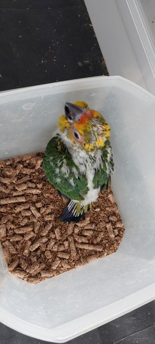 Aratingas criadas à mão.