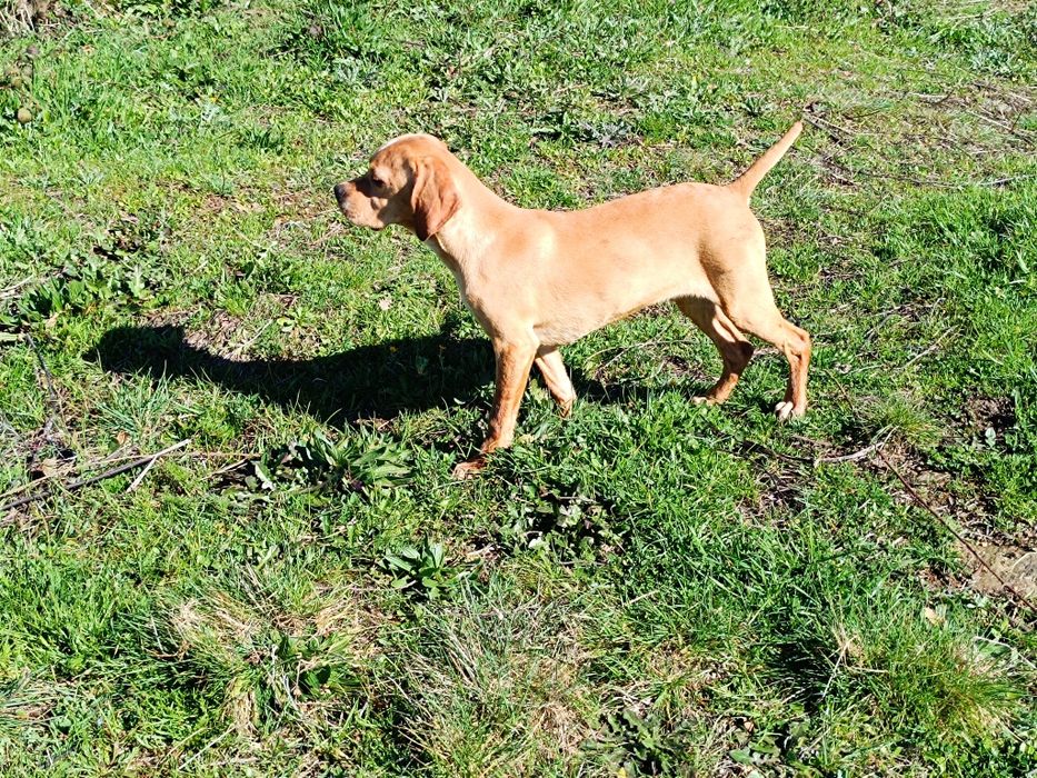 Perdigueiro Português