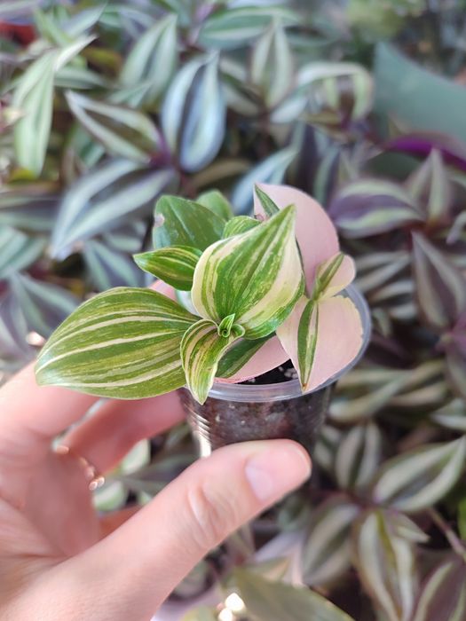 Традесканция Квадриколор Quadricolor вариегатная розовая зеленая