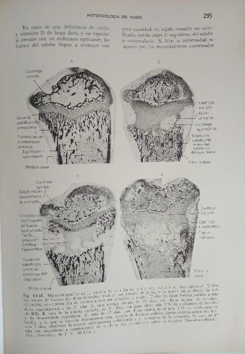 Livro Tratado de Histología - William Bloom, Don W. Fawcett