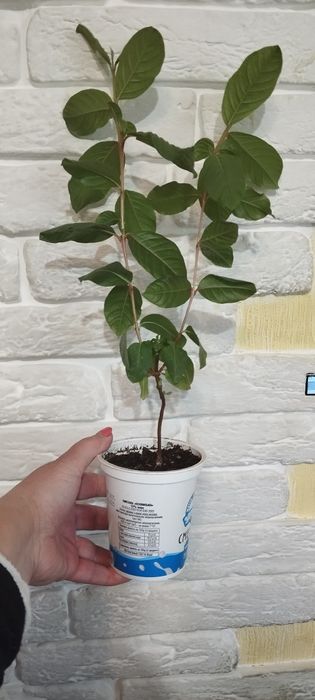 Екзотична гуава!