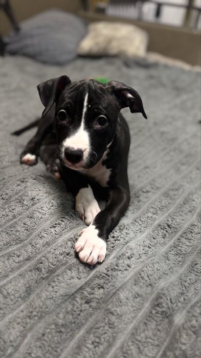 Щенки Американский Стаффорширский Терьер