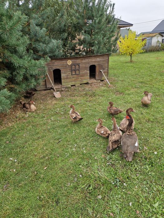 Мускусний качур , качка.