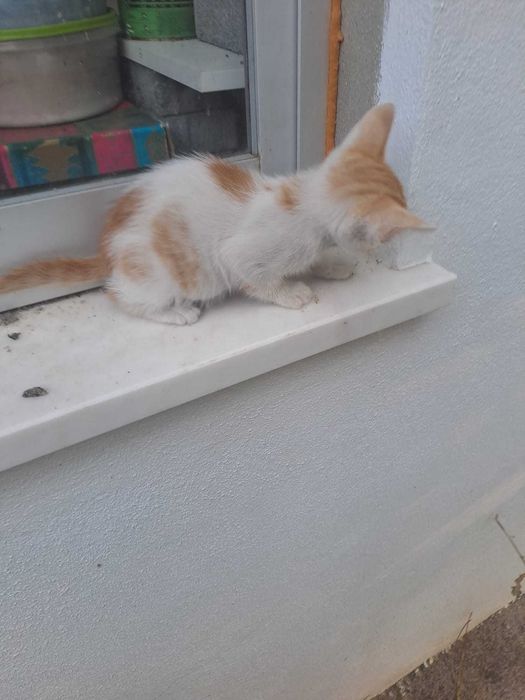 Gatinhos "raios de sol" bebés prontos para adoção