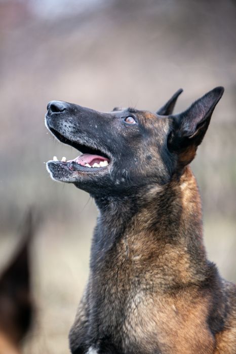 ВЯЗКА.   Малинуа Бельгийской овчарки кобель