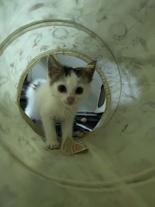 Malutki Purchawka marzy o własnym domu