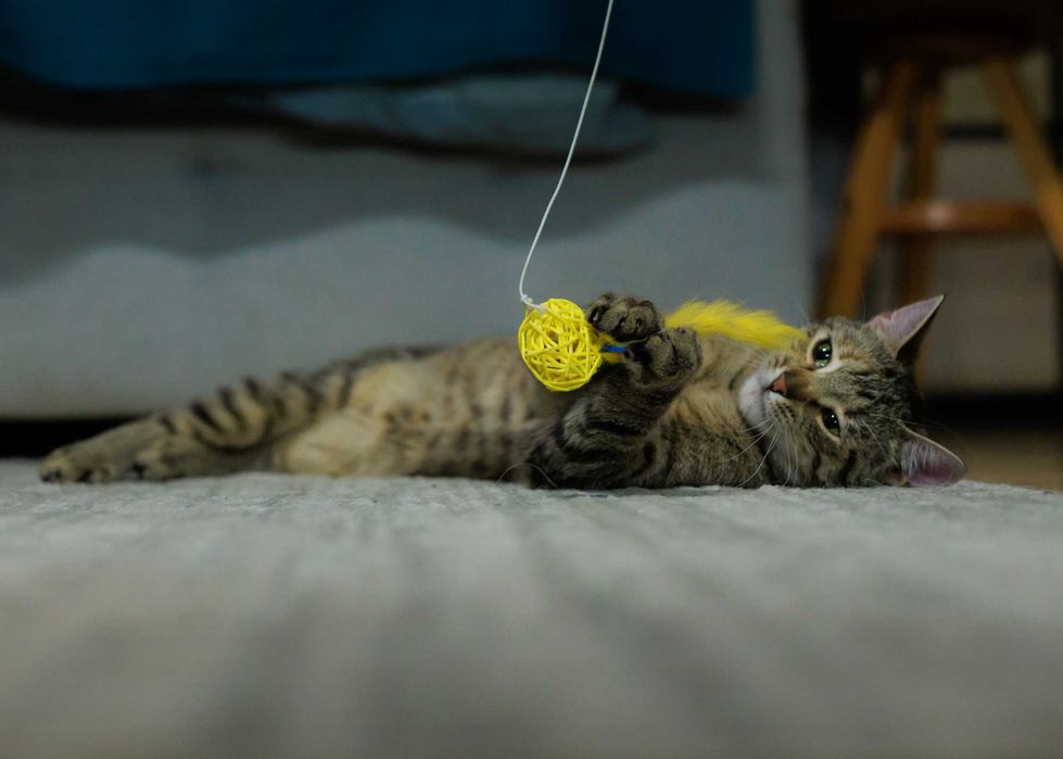 Chilli szuka domu! Fundacja "Stawiamy na Łapy"