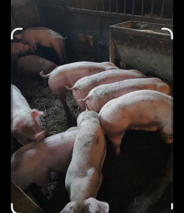 Prosięta 11 szt sprzedam