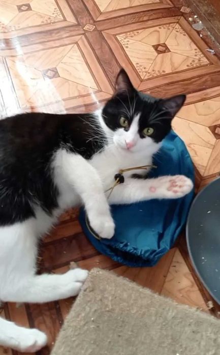 Котик безкоштовно Київ