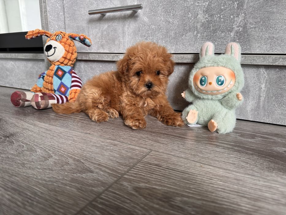 Mikro хлопчик буде біля 2кг в дорослому віці