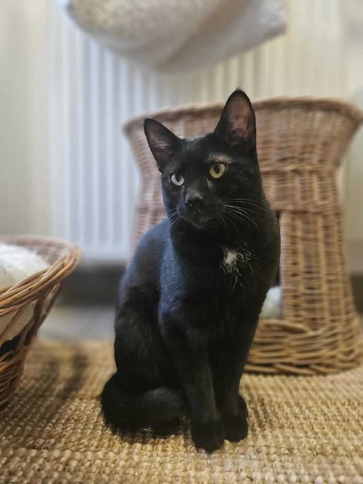 Pouli, młody kocurek szuka kochającego domu- Szczecin, Polce i okoloce