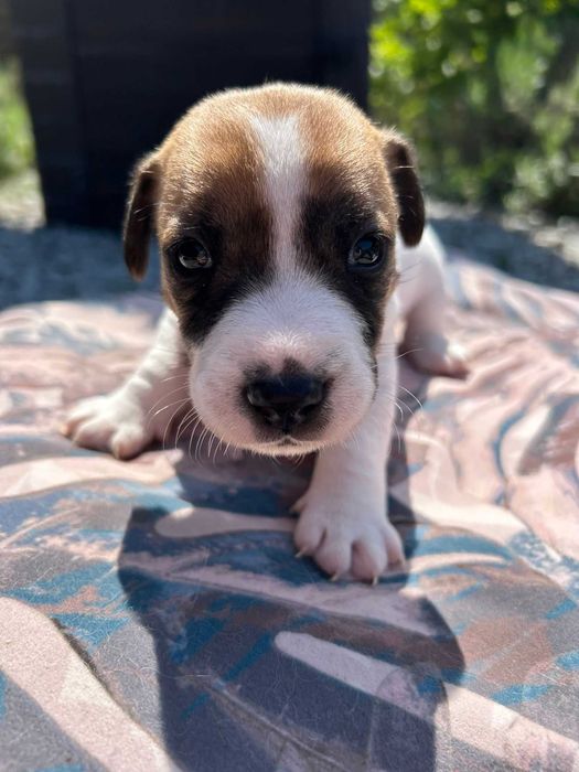 Jack Russell Terrier Gucio