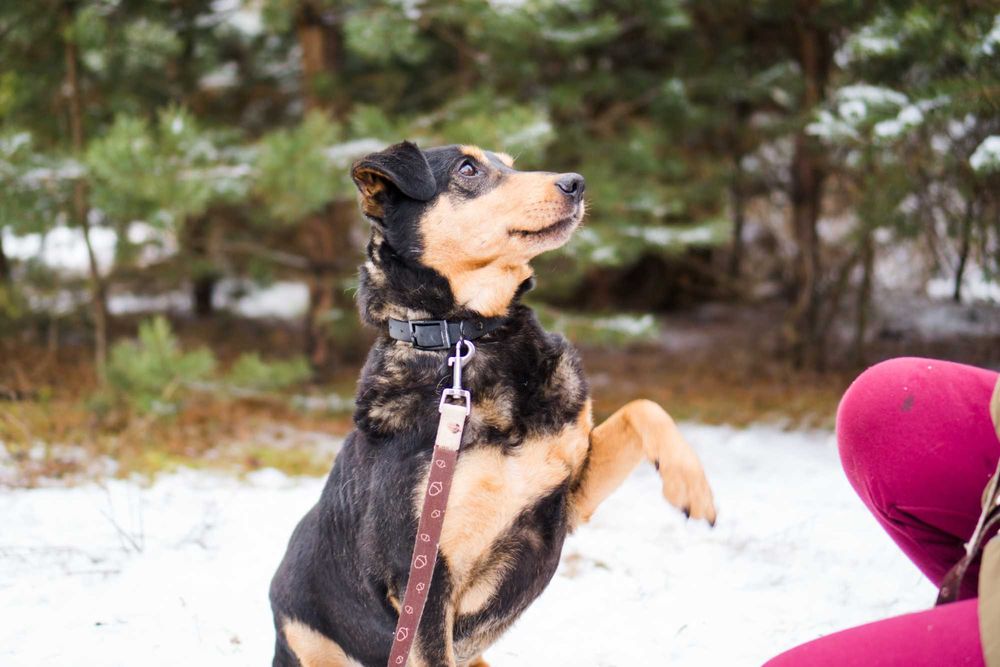 7 letni Diner - adoptuj go!