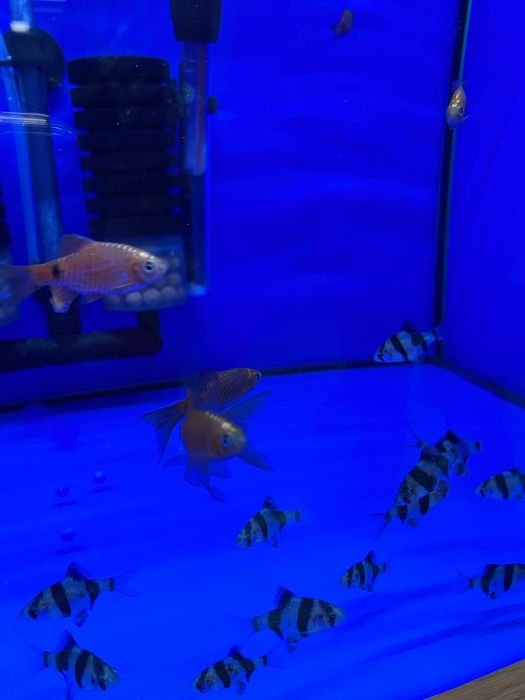 Brzanka sumatrzańska