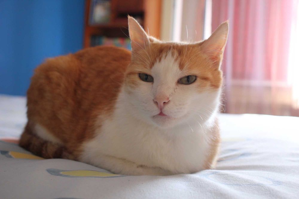 CASTRADO | Gato vacinado disponível para Adoção Responsável