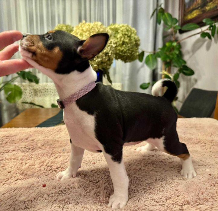 Suczka Basenji tricolor po Interchampionach