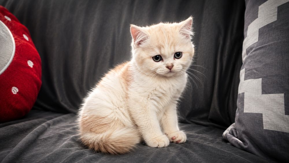 Gatinho scottish straight bicolor