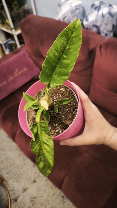 Philodendron Ring Of Fire