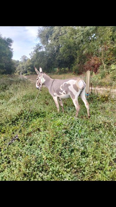 Vendo burro inteiro