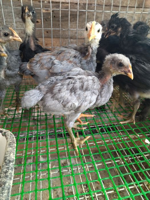 Курчата підрощені м'ясо яєчні , ДЖЕРСИ''.