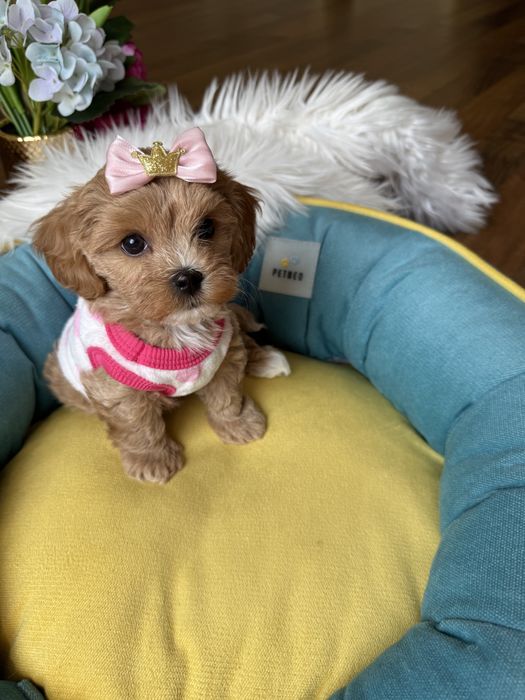 Найкрасивіші малюки мальтипу