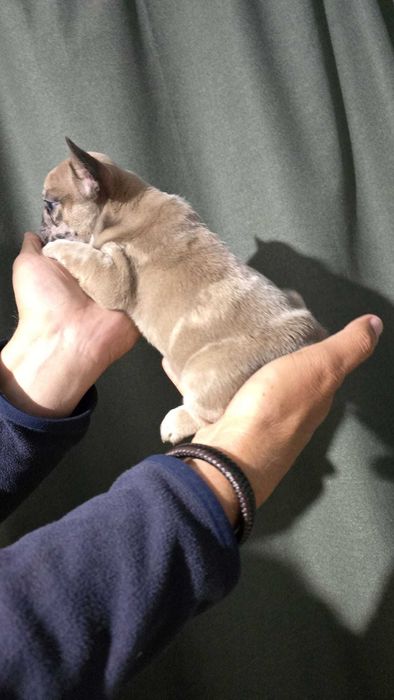 Bulldog francês disponivel femea