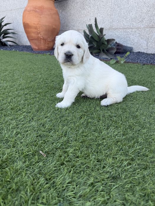Golden Retriever menino maravilhoso