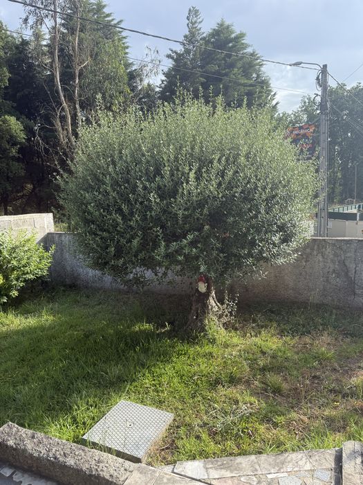 Oliveira mais de 30 anos