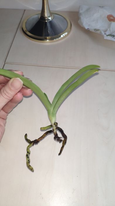 Орхидея Sarcochilus детка