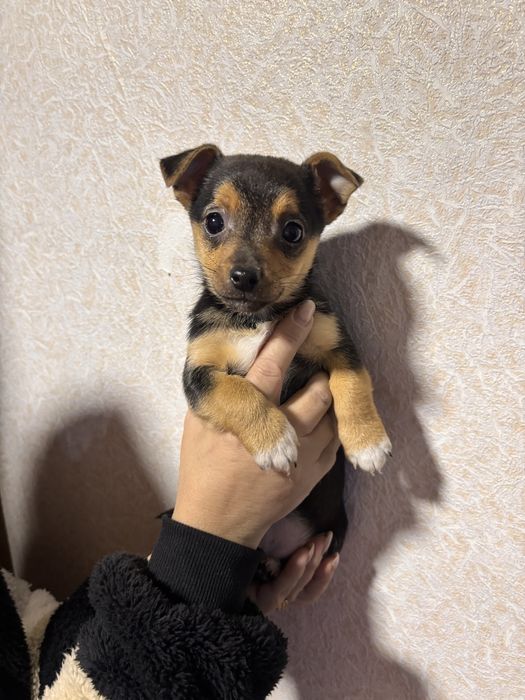 Отдам щенка в хорошие руки