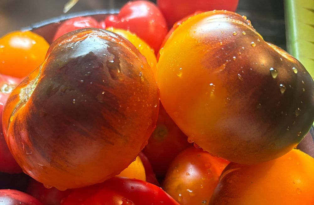 Nasiona pomidora Ananas Blue