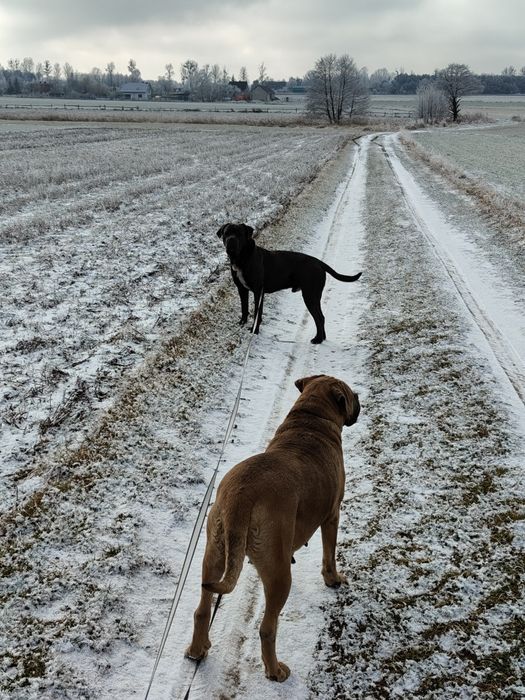 Cane corso Szczeniak Formętino SWKiPR