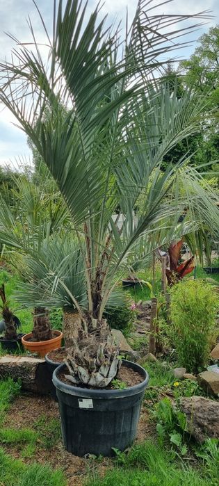 Palma trachycarpus fortunei  pien 40 cm wys calk 170  500zl