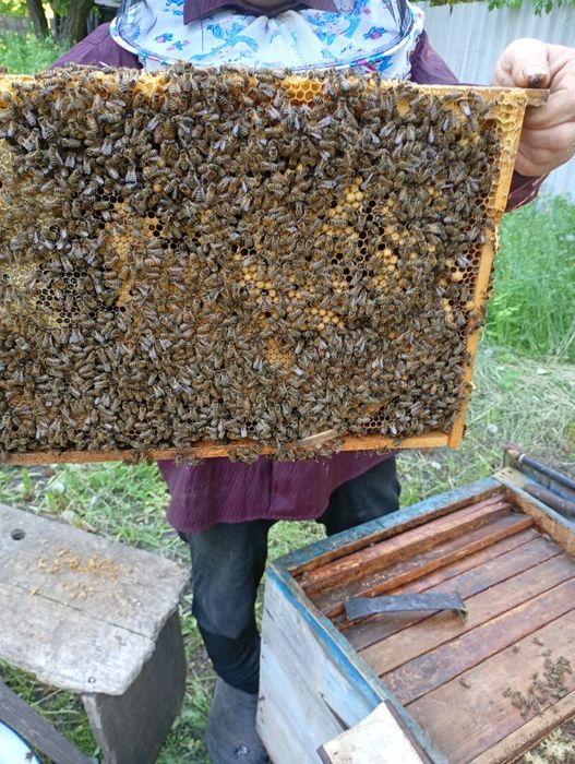 Продам сім'ї бджіл