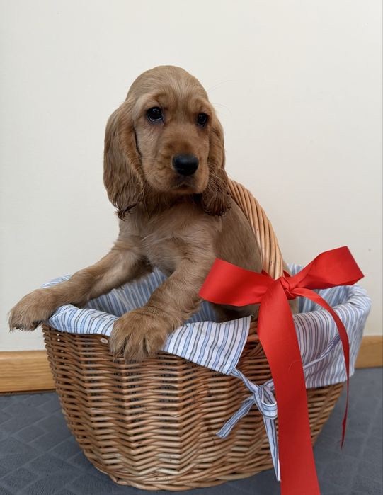 Cocker Spaniel Angielski Piękna Złota Suczka
