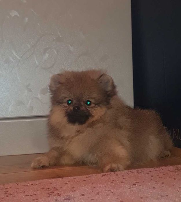 Померанський шпіц .Медведики