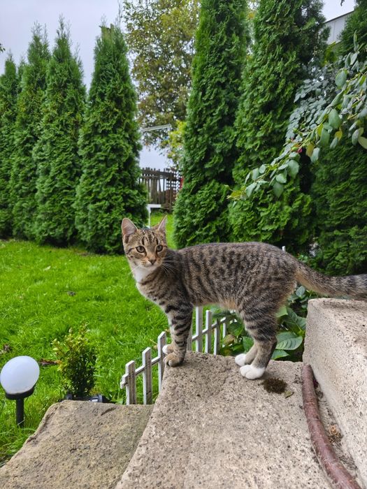 Киця в добрі руки