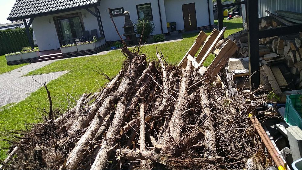 Drzewo opał Tuja Pyrzyce