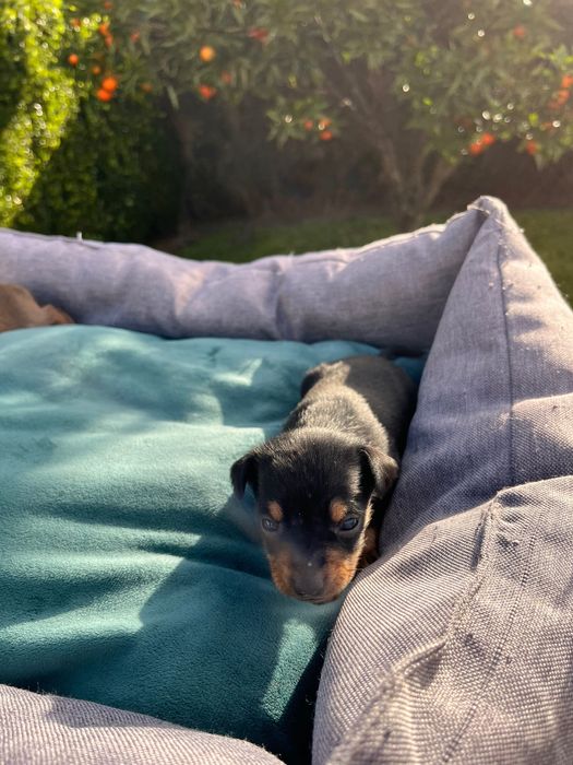 Pincher bebe preto macho criado em ambiente familiar