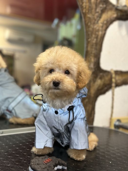 Той пудель мальчик подросток