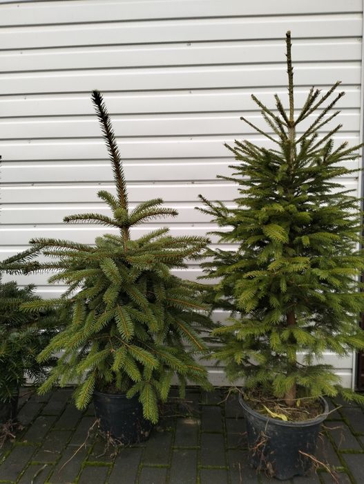 Świerk pospolity w donicy