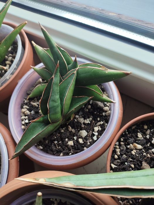 Sansewieria  2 szt doniczki