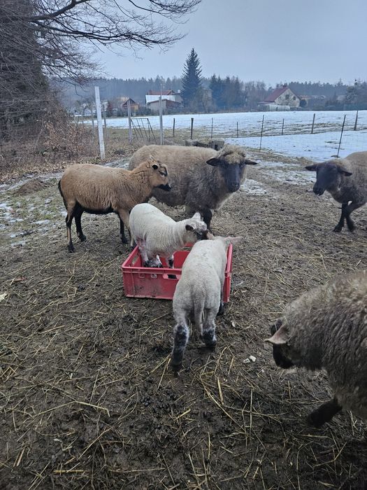 Sprzedam stado owiec