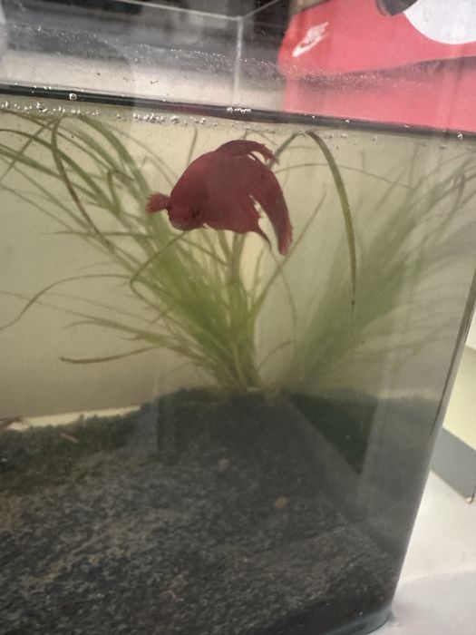 Vendo betta vermelho