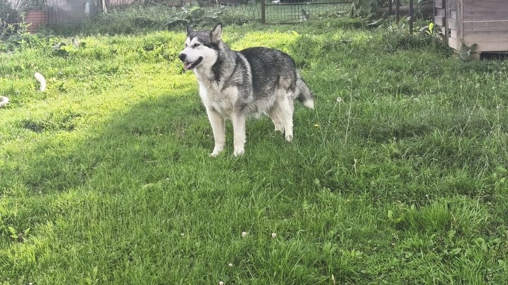 Alaskan Malamute szczeniak.